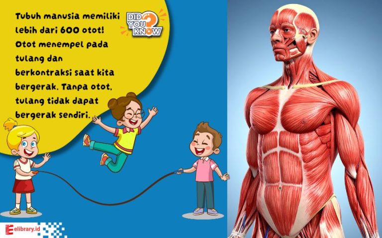 365 Contoh Soal IPA Kelas 2 SD Semester 1 2 Lengkap dengan Pembahasan